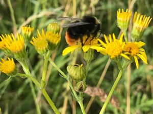 Bee