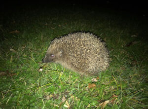 Hedgehog