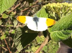Yellow Tipped Butterfly