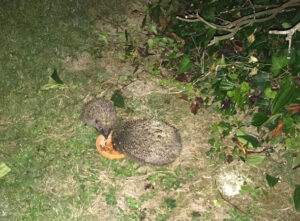 Feeding Time