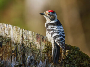 Lesser Spotted Woodpecker (Dryobates minor)